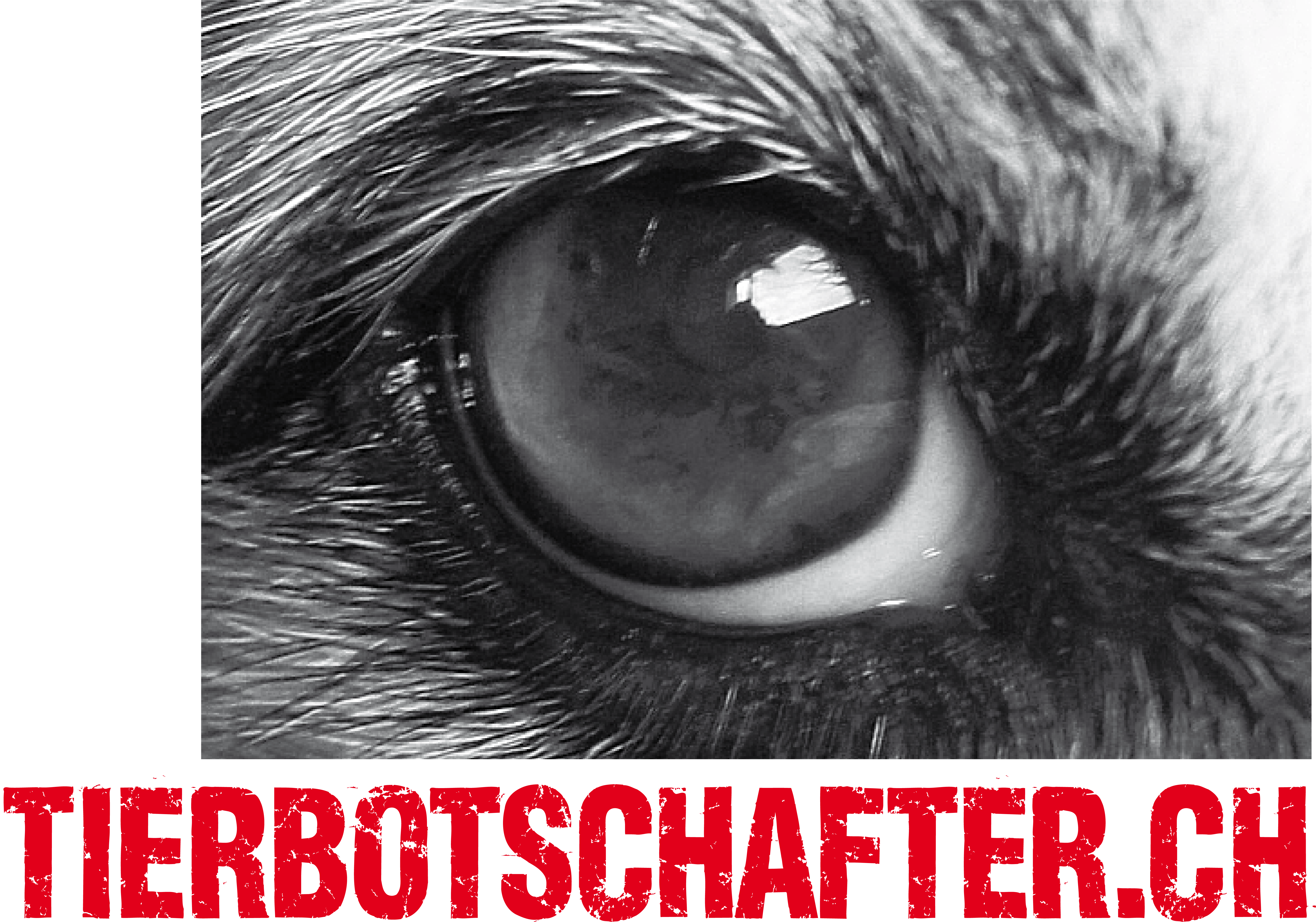logo_tierbotschafter
