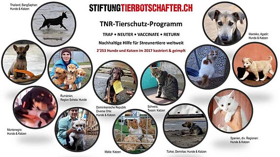 csm_TNR_Visual-1_c9212f28d8